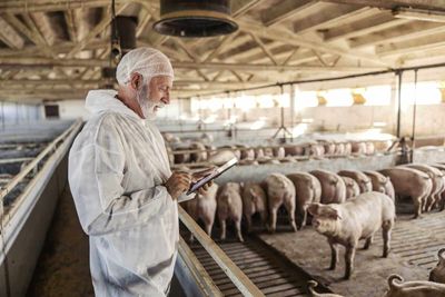 Hogs Fall Lower on Wednesday, as Pork Slips